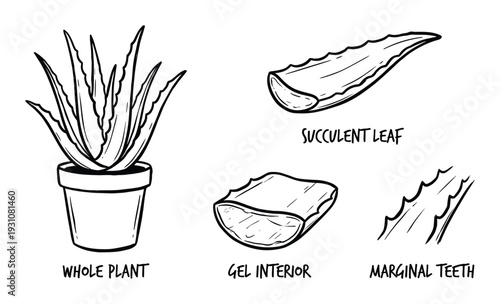 Aloe Vera plant vector illustration with whole plant, leaf, gel interior, marginal teeth.
