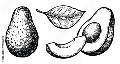 Avocado sketch illustration with half avocado and leaf, detailed line art drawing of avocado fruit