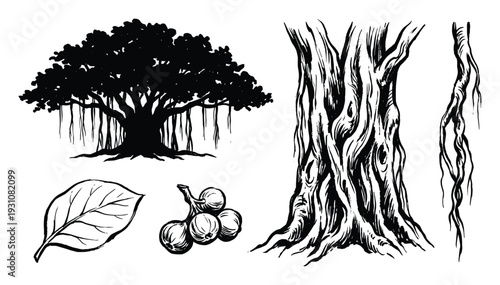 Banyan Tree Parts Illustration: Tree, Trunk, Aerial Roots, Leaf, and Figs Botanical Vector Art