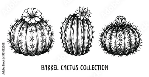 Barrel cactus collection vector illustration, desert botanical drawing, hand drawn cactus with flowers and spines