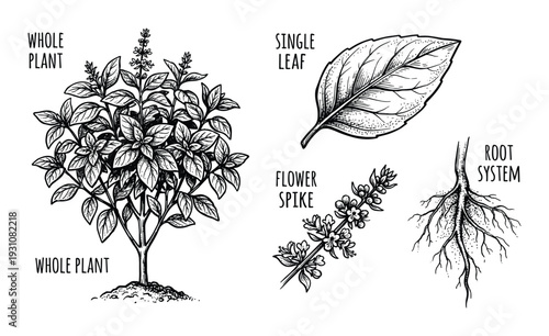 Basil Plant Anatomy Illustration: Whole Plant, Leaf, Flower Spike, and Root System