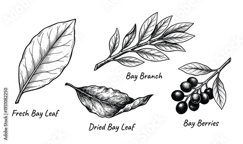 Bay leaf botanical illustration: fresh, dried, branch and berries with engraving style