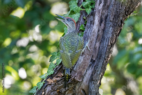 Young European Green Woodpecker (Picus viridis) perched on tree in forest