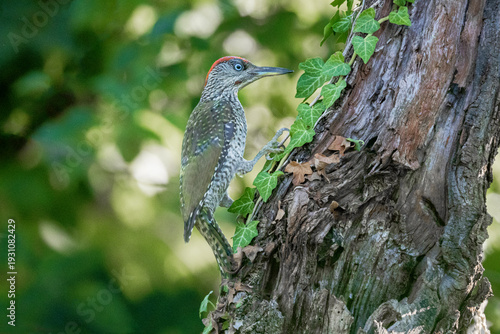 Young European Green Woodpecker (Picus viridis) perched on tree in forest