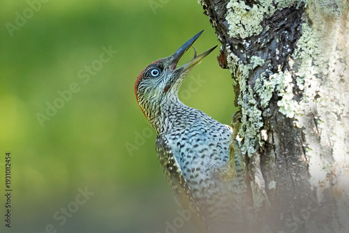 Young European Green Woodpecker (Picus viridis) perched on tree in forest