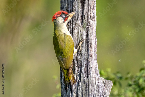European Green Woodpecker (Picus viridis) perched on tree in forest