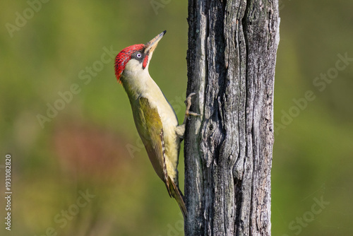European Green Woodpecker (Picus viridis) perched on tree in forest