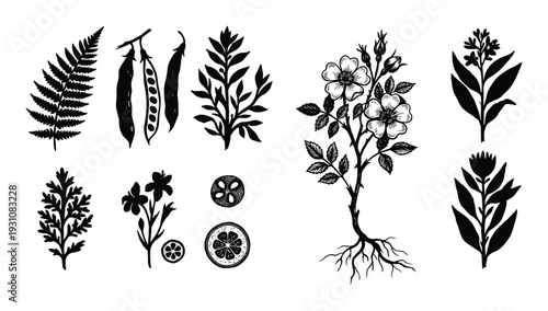 Botanical Sketch Collection: Fern, Peas, Flower, Plant Line Art Illustrations