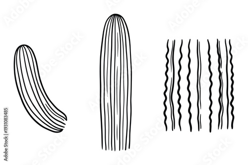 Cactus rib patterns vector illustrations, straight and wavy rib drawings. Isolated succulent ribbed botanical elements.