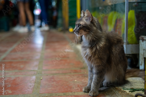 Gato vigilante