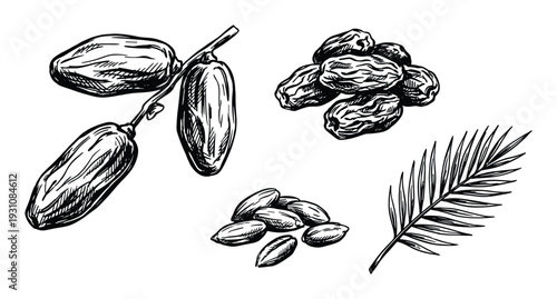Date fruit illustration with seeds and palm leaf, detailed sketch style, black and white drawing of tropical food