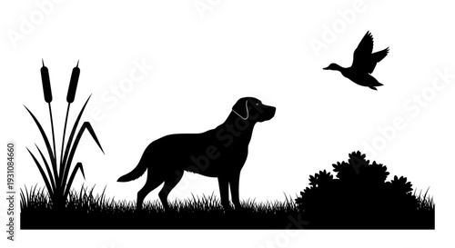 Silhouette of a loyal retriever dog standing attentively in tall grass watching a duck fly overhead near reeds