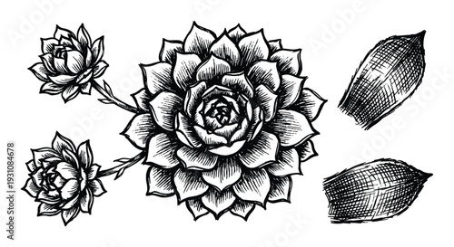 Detailed Hand Drawn Succulent Illustration with two flower and leaf drawings