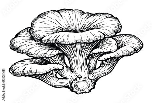 Detailed black and white ink drawing of oyster mushrooms cluster with textured gills and caps
