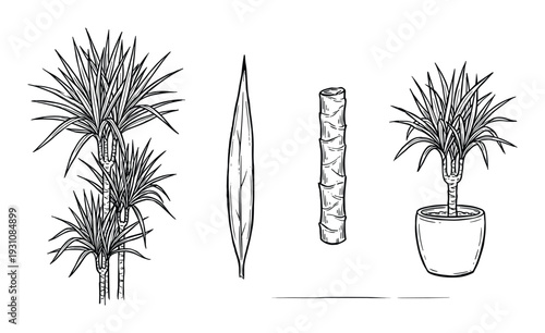 Dracaena plant vector illustration, houseplant collection, individual leaf, potted plant, segmented stem, line art