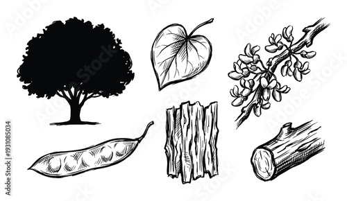 Eastern Redbud Tree Parts: Trunk, Branch, Flowers, Leaf, Pod, Bark and Wood Drawing Illustration