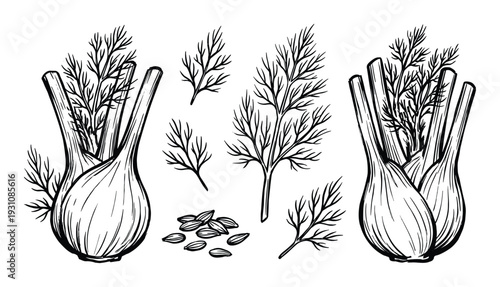Fennel bulbs with fronds and seeds botanical illustration in black and white, culinary ingredient vector
