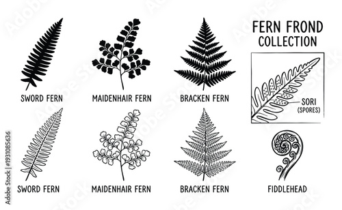 Fern Frond Collection: Sword, Maidenhair, Bracken, Fiddlehead, Sori Spores. Detailed Botanical Illustration of Various Ferns.