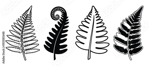 Fern fronds collection with various shapes, outlines and patterns in botanical vector illustration