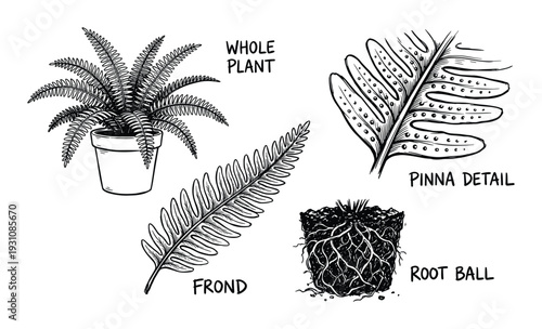 Fern plant anatomy illustration. Whole plant, frond, pinna detail and root ball detailed line art