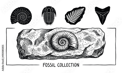 Fossil collection vector illustration with ammonite, trilobite, leaf and shark tooth fossils