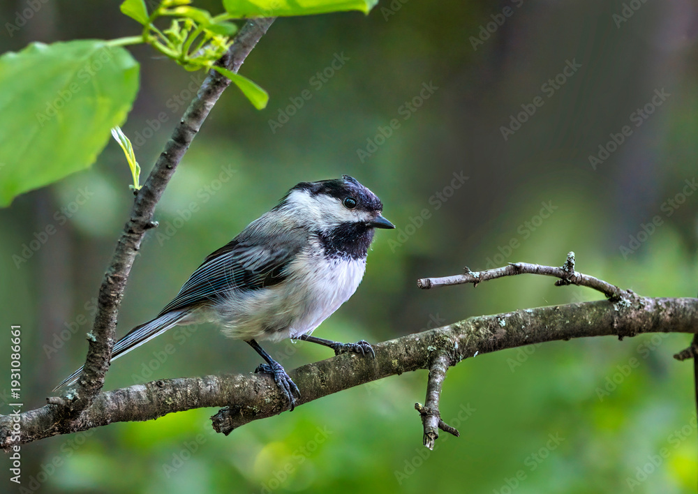 Fototapeta premium Black-Capped Chickadee Perched on Branch in Forest