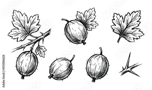 Gooseberry botanical sketch with leaves, thorns, and berries illustration