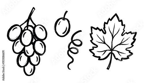 Grape bunch with leaf and vine doodle, hand-drawn vector illustration of grapes, leaf and vine.
