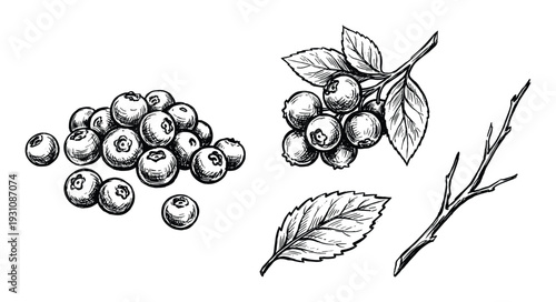 Hand drawn blueberries illustration set with leaves and branch, black and white sketch