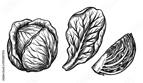 Hand drawn cabbage, lettuce, and sliced cabbage sketch style vector illustration