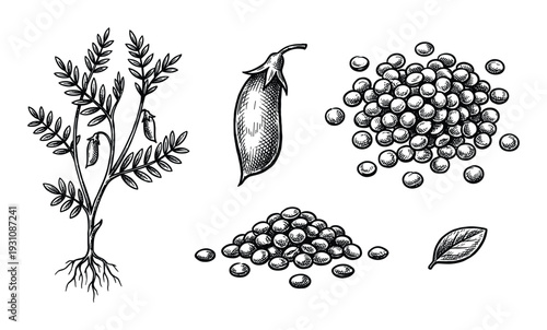 Hand drawn peas illustration with plant, pod, seeds, and leaf isolated on a white background