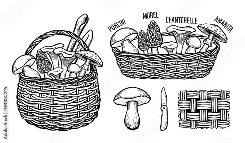 Hand drawn mushroom varieties in baskets illustration featuring porcini, morel, chanterelle, and amanita mushrooms