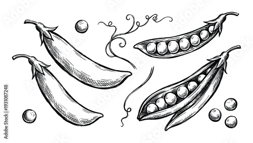 Hand drawn peas pods and loose peas illustration, vintage engraving style vector art, black and white isolated design