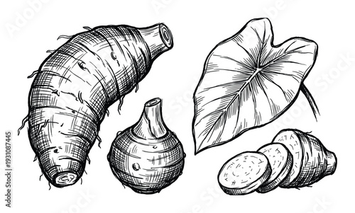 Hand-drawn vector illustration of taro root, sliced taro, and taro leaf isolated on white background