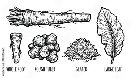 Horseradish root illustration set with whole root, rough tuber, grated, large leaf, botanical vector drawing