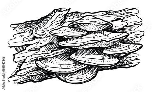 Illustration of tree bark with shelf fungus, monochrome drawing of fungi growing on tree trunk
