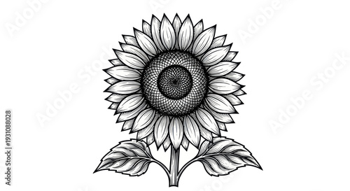 Hand-drawn sunflower sketch, black and white botanical illustration, isolated on white background