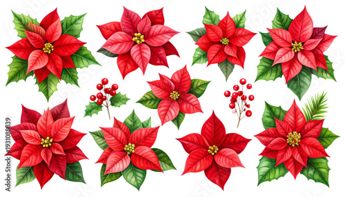 Vibrant cluster of red poinsettias arranged in a festive holiday display isolated on transparent background