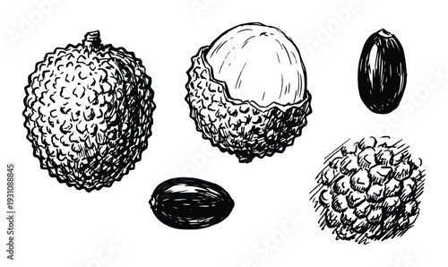 Lychee fruit vector illustration showing whole, peeled, and seed. Botanical drawing of exotic fruits set