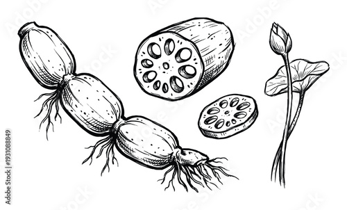 Lotus root plant vector illustration with cross sections and bud showing texture, details and organic shape
