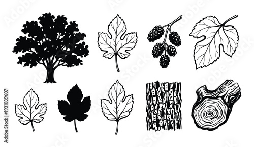 Mulberry tree illustration with leaves, fruits, bark, and wood stump, vintage black and white drawings