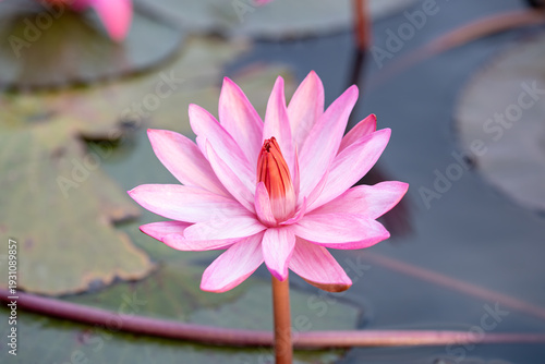 Wallpaper Mural The Red Lotus Sea, located in Nong Han Lake, Follow in Lisa's footsteps and experience this pink world at the Red Lotus Sea in Udon Thani, featured in Amazing Thailand: "Feel All The Feelings. Torontodigital.ca