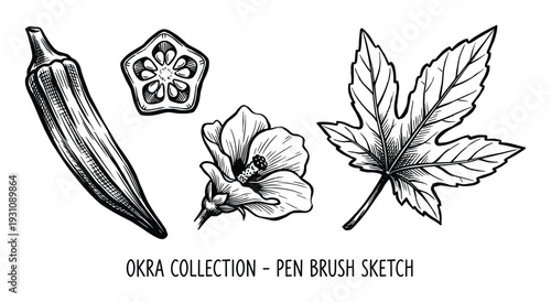 Okra Collection Pen Brush Sketch Illustration, Pod, Cross Section, Flower, and Leaf, Botanical Design Elements