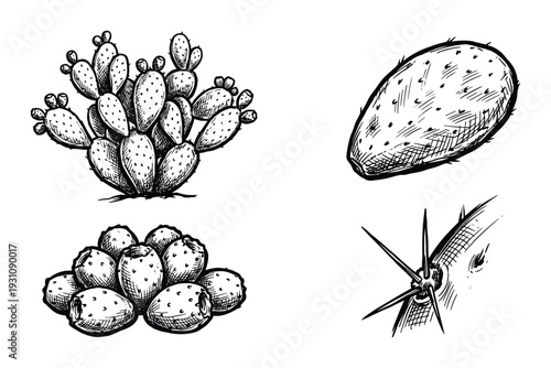 Opuntia cactus drawing illustration with prickly pears and glochids in detailed black and white sketch