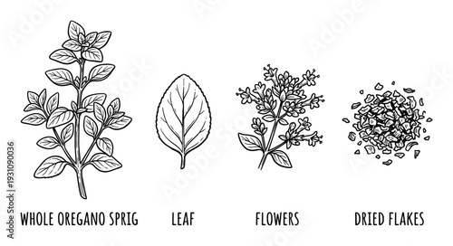 Oregano sprig, leaf, flowers and dried flakes vector illustration. Aromatic herb elements and culinary spice.
