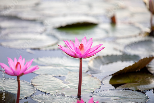 Konstfotografi The Red Lotus Sea, located in Nong Han Lake, Follow in Lisa's footsteps and experience this pink world at the Red Lotus Sea in Udon Thani, featured in Amazing Thailand: Feel All The Feelings