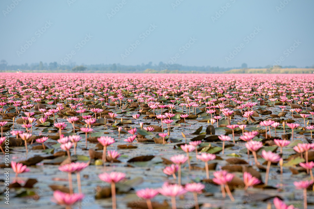 Fototapeta premium The Red Lotus Sea, located in Nong Han Lake, Follow in Lisa's footsteps and experience this pink world at the Red Lotus Sea in Udon Thani, featured in Amazing Thailand: 