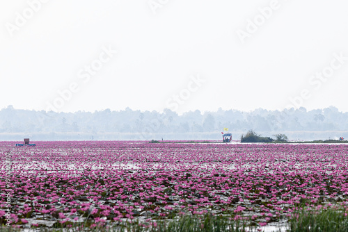 Konstfotografi The Red Lotus Sea, located in Nong Han Lake,Follow in Lisa's footsteps and experience this pink world at the Red Lotus Sea in Udon Thani, featured in Amazing Thailand: Feel All The Feelings