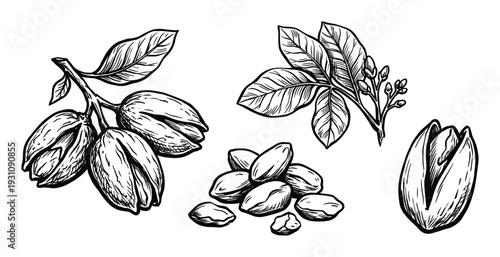 Pistachio plant illustration, pistachio nuts, pistachio leaves and open pistachio in detailed vintage style drawing