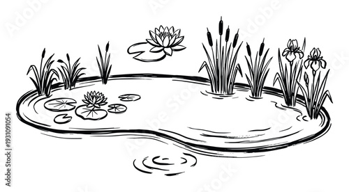 Pond illustration with water lilies, lily pads, cattails, and irises. Ink sketch of a natural pond scene.